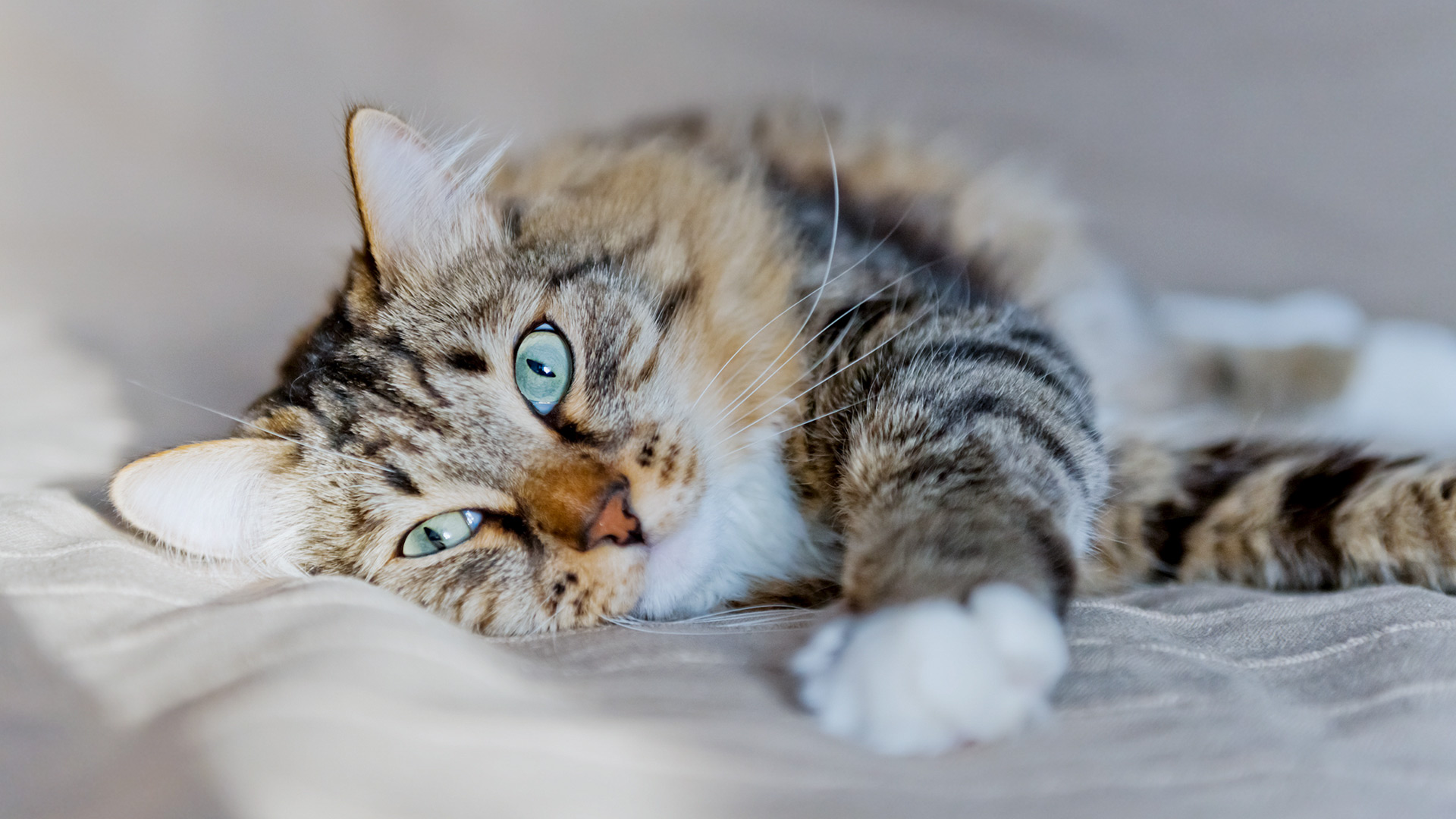 cat2
