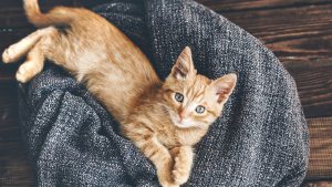 kitten2