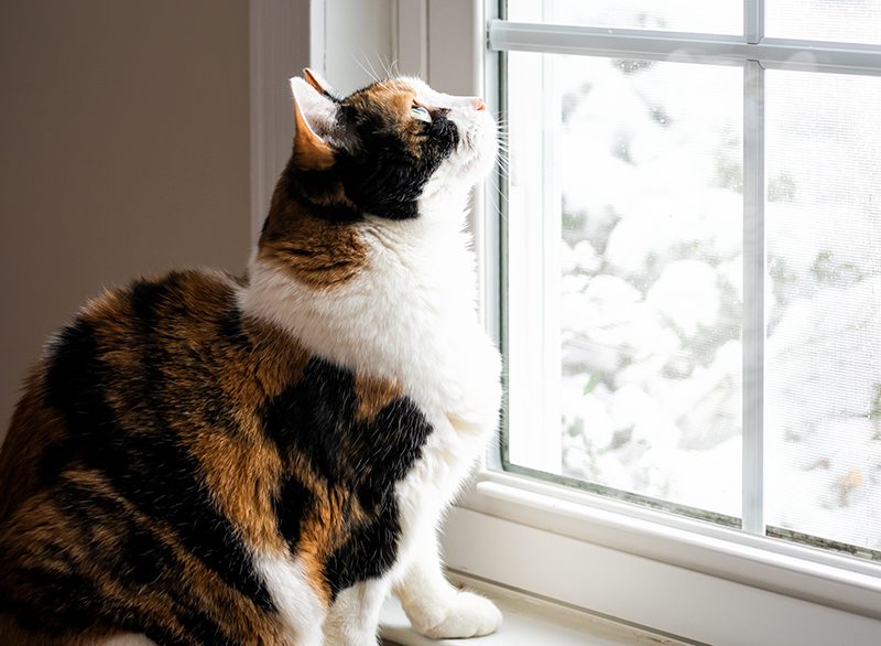 Caring for Your Pet in Cold Weather