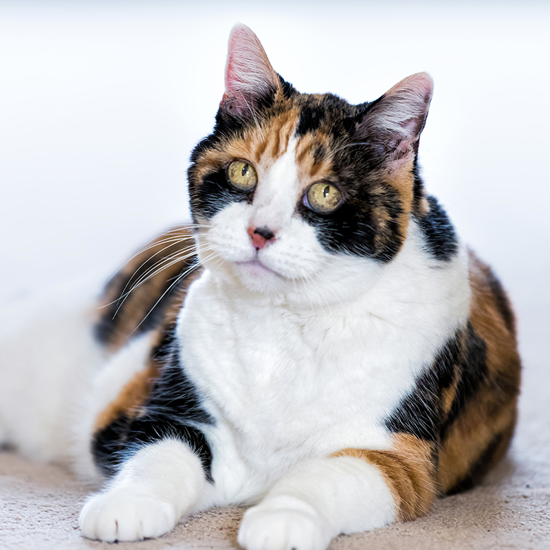 Saying Goodbye: Euthanasia