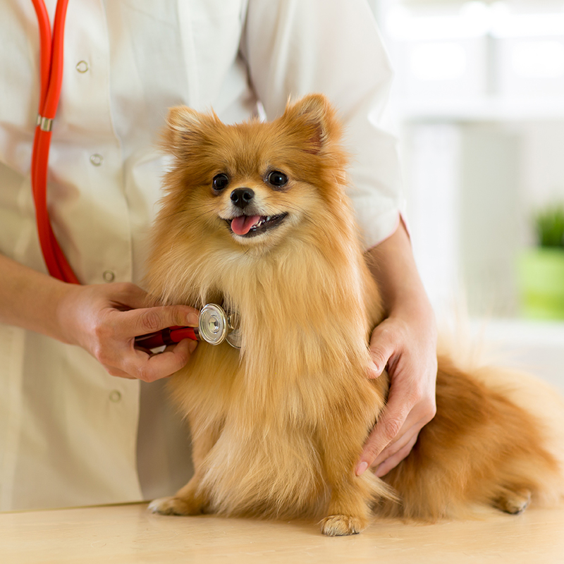 Vaccinations: Recommendations for Your Pet