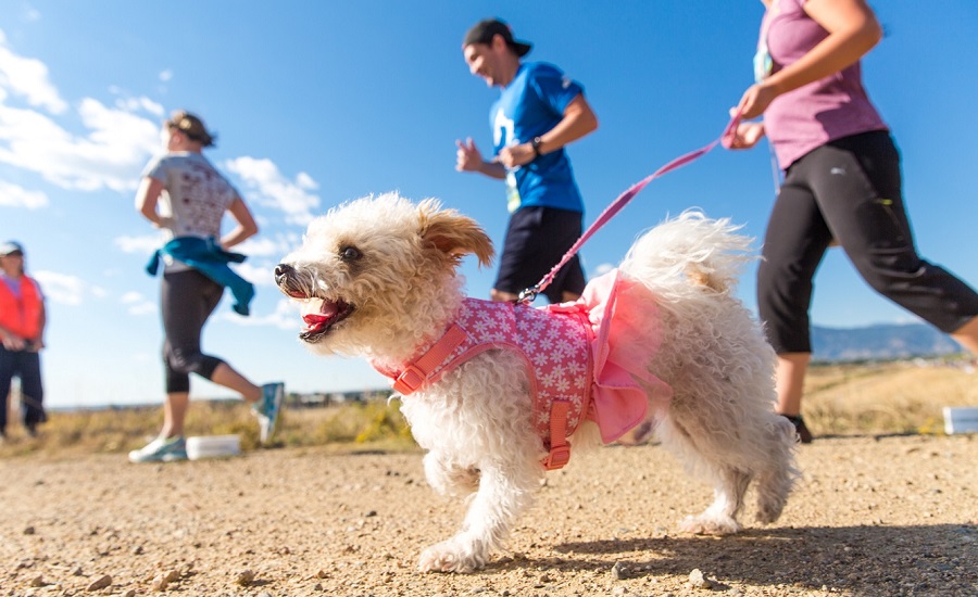 Humane Society of Boulder Valley Creating Healthy Relationships