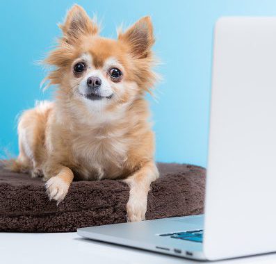 HSBV's Adoption Center is now open to assist drop-in guests! Learn more about our adoption process that helps pets find loving homes, while also keeping people and other pets safe!