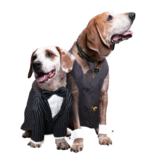 dogs