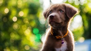 puppyclub-bg2