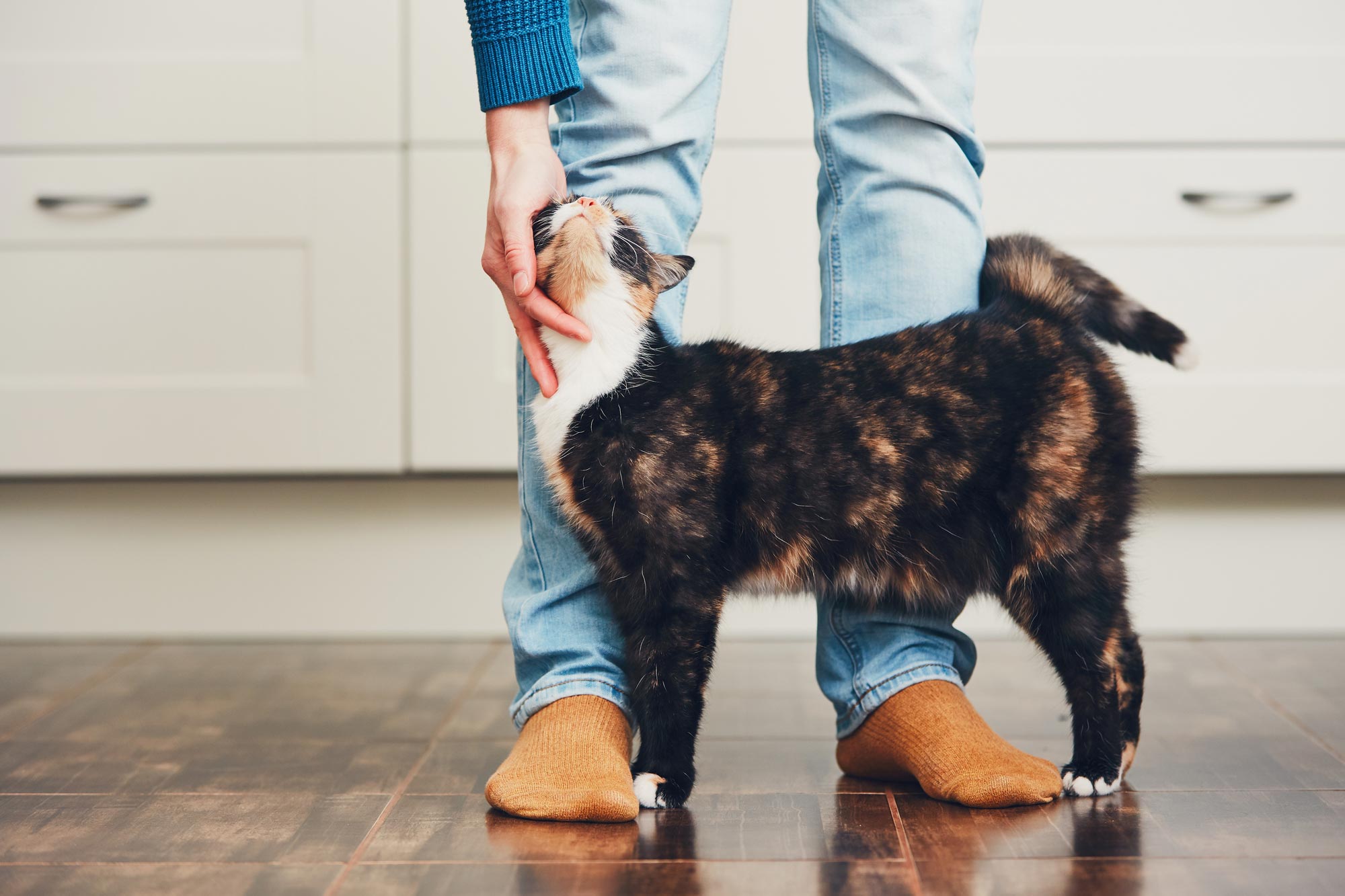 cat-rub