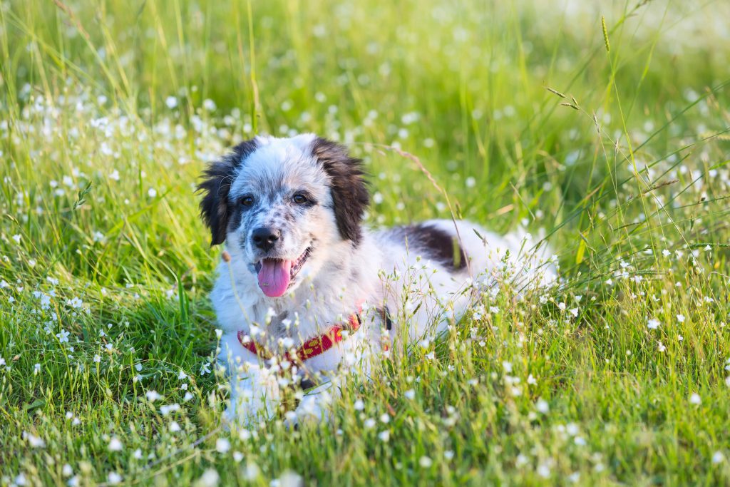 dog-grass