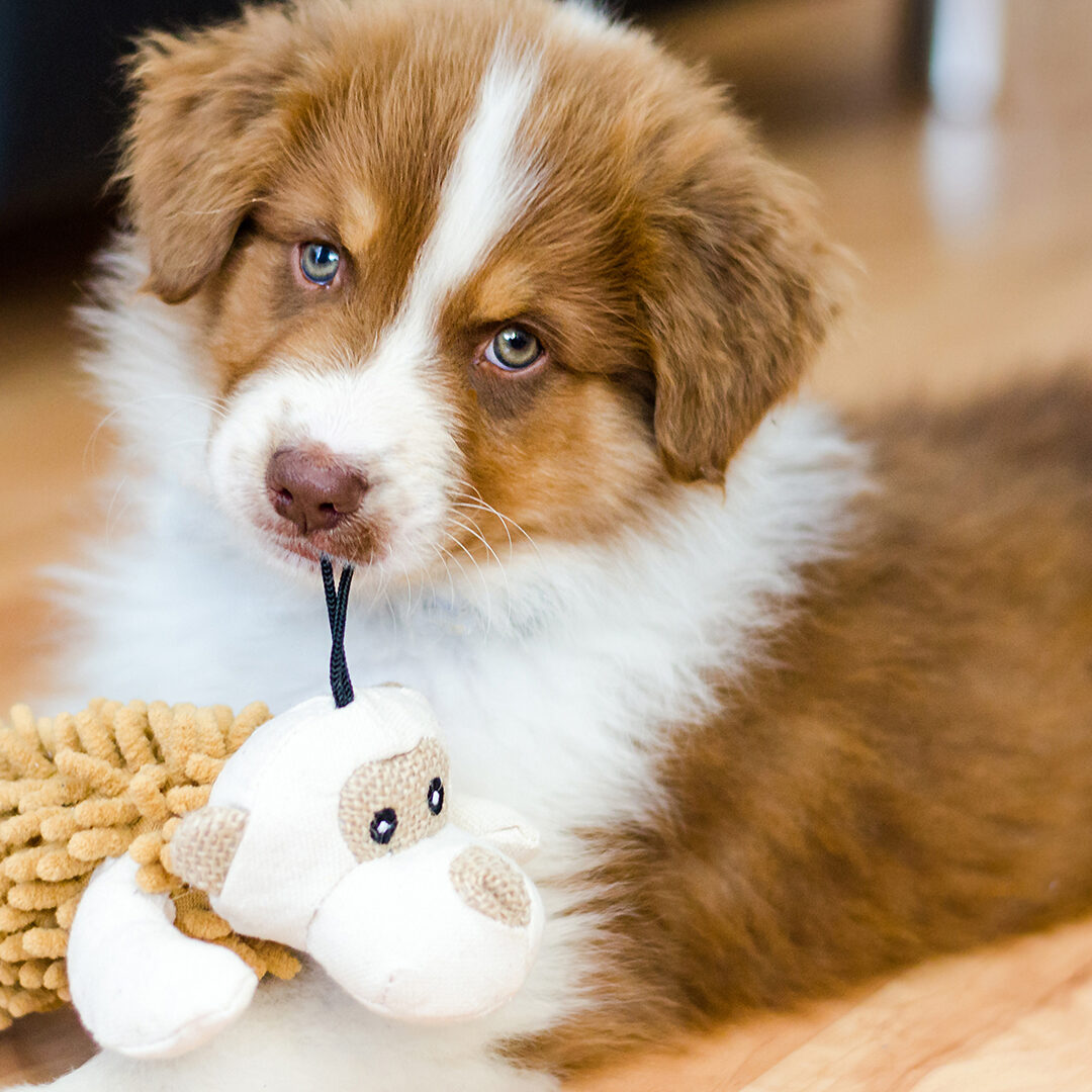 puppyclub-bg7 puppyclub-bg7