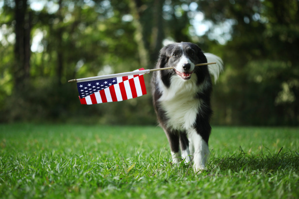 Check out this article for tips and ideas to help keep your pets safe during fireworks!