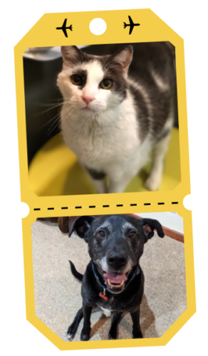 senior-pet senior-pet