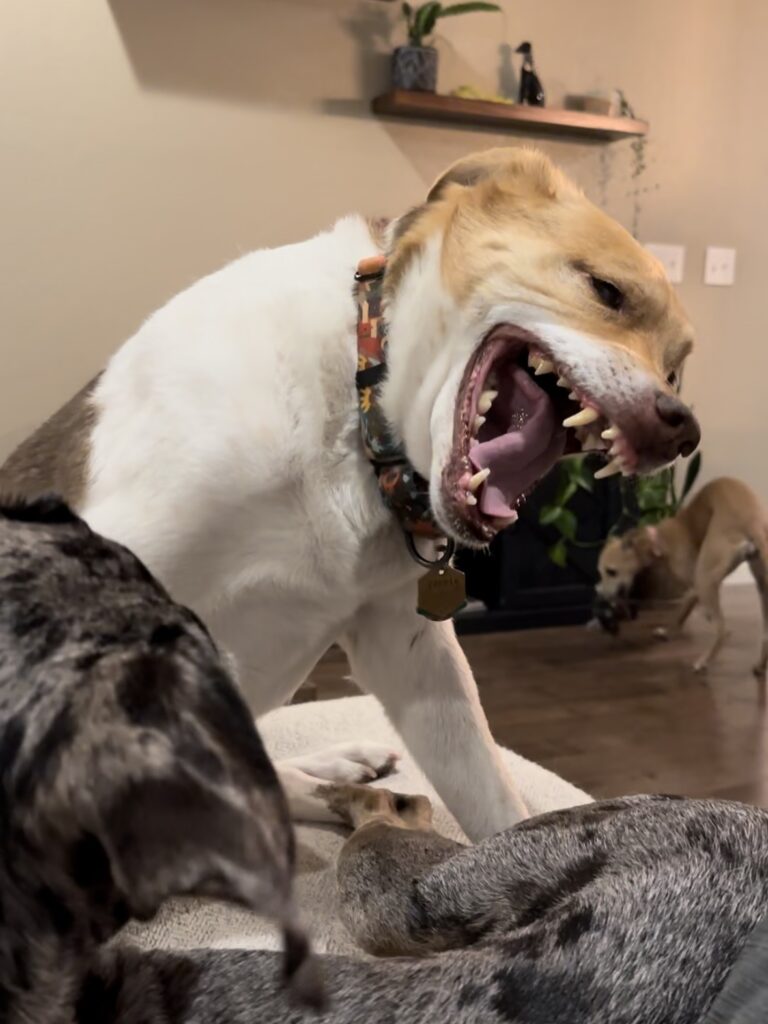 Tips to help keep you and your family safe when interacting with your furry friends!